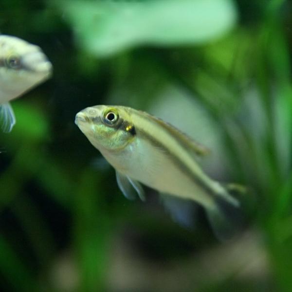 ペルビカ プルケール